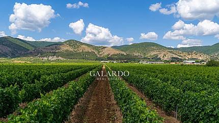 New modern winery and vineyards